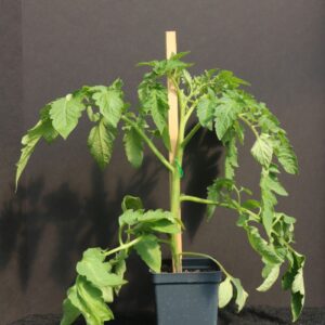 Juliet (Grape) Tomato 4 1/2" Pot