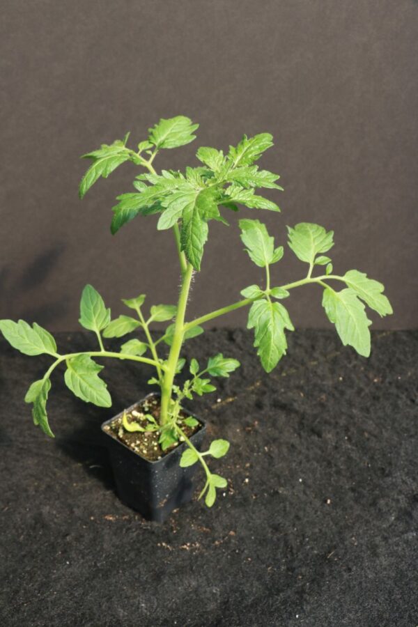 Juliet (Grape) Tomato 3" Pot