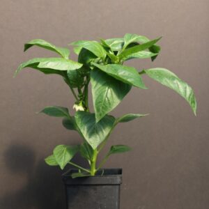 California Wonder Green Pepper 4 1/2" Pot