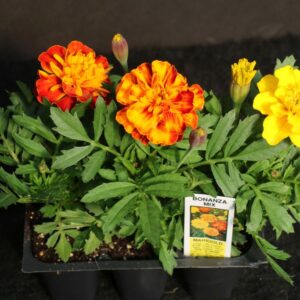 Bonanza Marigold 3-Pak