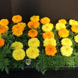 Inca II Marigold 12-pak Flat
