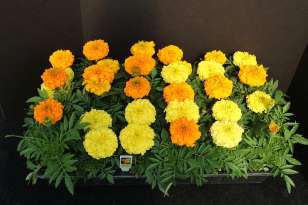 Inca II Marigold 12-pak Flat