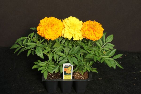 Inca II Marigold 3-Pak