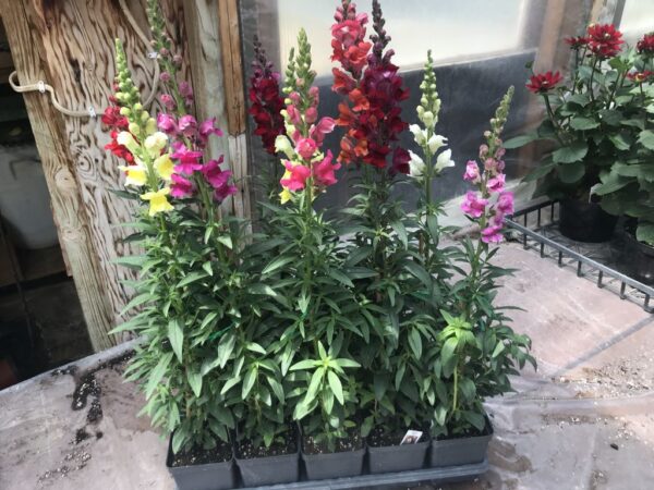 Liberty Classic Mix Snapdragon 4 1/2" pots Flat