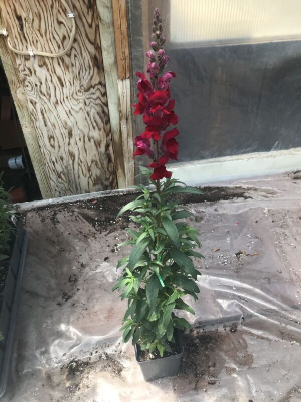 Liberty Classic Mix Snapdragon 4 1/2" Pot