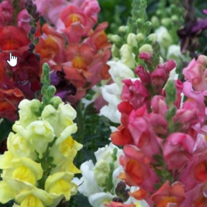 Liberty Classic Mix Snapdragon 3-Pak