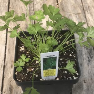 Italian Parsley