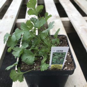 Cilantro