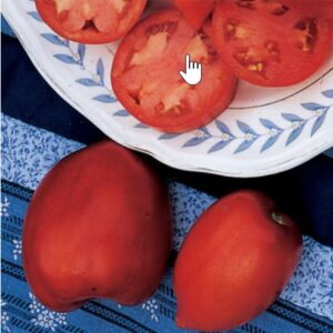 Amish Paste (Roma Type) Tomato 4 1/2" Pot