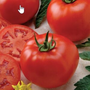 Better Boy Tomato 4 1/2" Pot