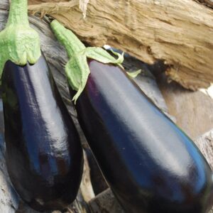 Black Beauty Eggplant