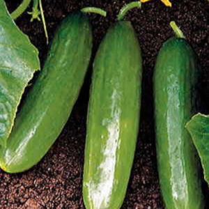 Diva Seedless (Burpless) Cucumbers