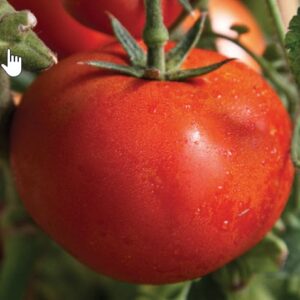 Early Girl Tomato 4 1/2 " Pot