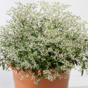 Euphoric White Euphorbia (Vegetative)