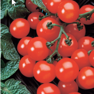 Husky Red Cherry (Bush) Tomato 4 1/2" Pot