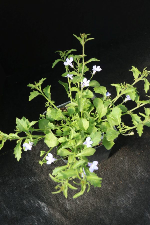 Techno Heat Light Blue Lobelia (Vegetative)