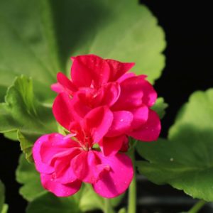 Calliope Large Magenta Geranium (Vegetative)