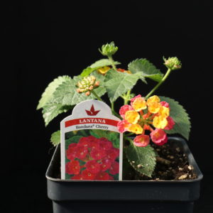 Bandana Cherry Lantana (Vegetative)