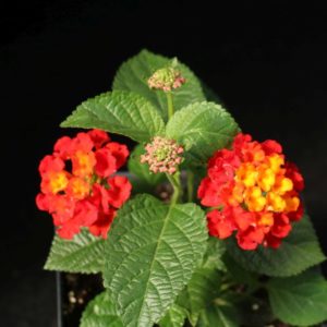 Bandana Red Improved Lantana (Vegetative)