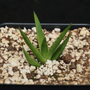Aloe 2 Succulent