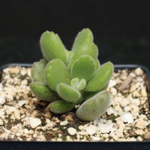 Cotyledon Ladismithensis "Bear Paws" Succulent
