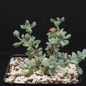 Senecio Klenifarmis "Spearhead" Succulent