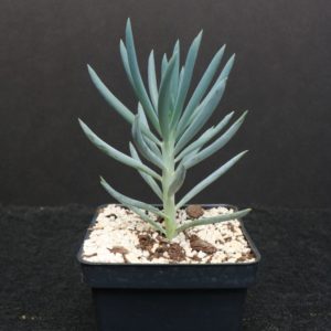 Senecio "Chalky Fingers" Succulent