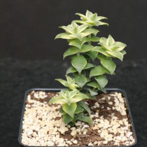 Crassula Perferata Variegata "Variegated String of Buttons" Succulent