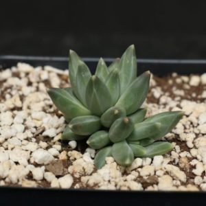 Pachyphytum Compactum Succulent
