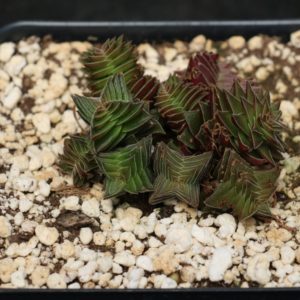 Crassula Capitella "Red Pagoda" Succulent
