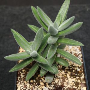 Crassula mesembryanthemoides "Tenelli"