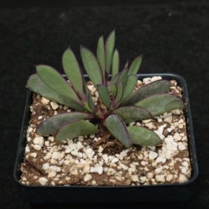 Senecio Crassimus Succulent