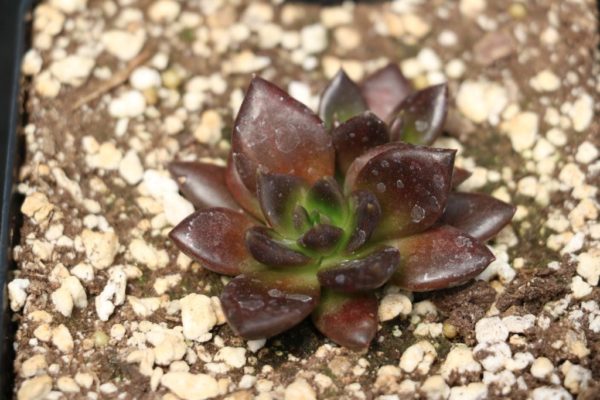 Echeveria "Black Prince" Succulent