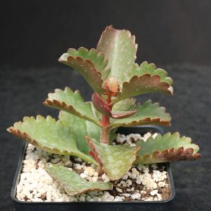 Kalanchoe "Scallop"