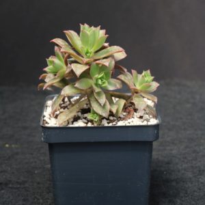 Aeonium Haworthii "Kiwi Verde" Succulent