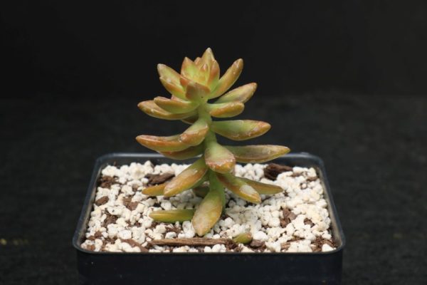 Sedum "Adolphii"