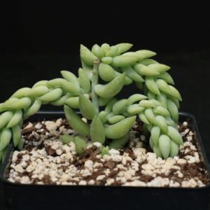 Sedeveria "Burro Tail" Succulent