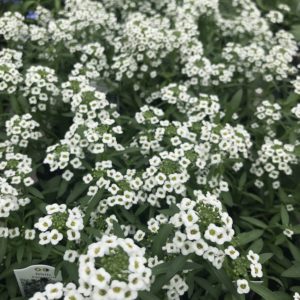 White Stream Lobularia (Vegetative)