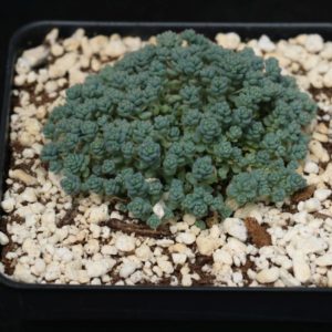 Sedum "Love's Triangle" Succulent