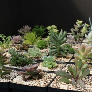 Succulents