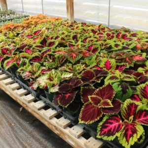 Coleus