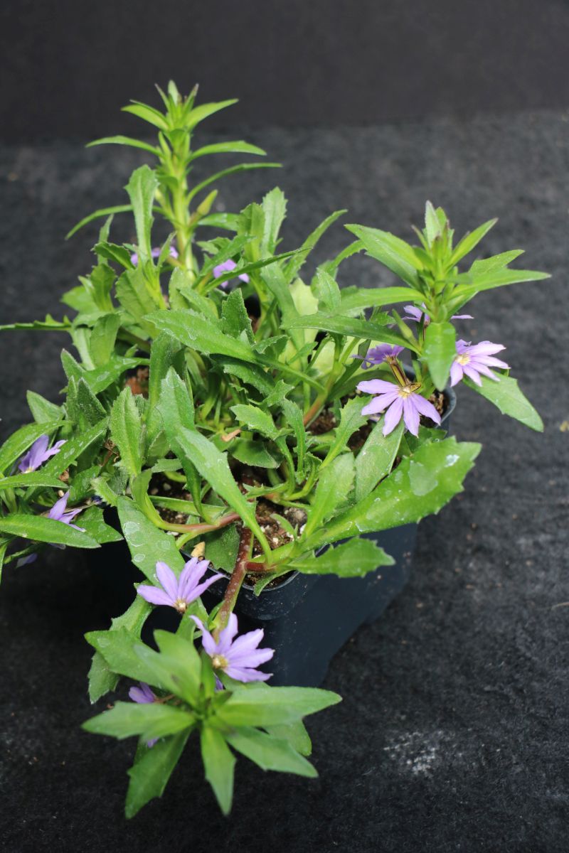 Bombay Dark Blue Improved Scaevola – Domann's Plants