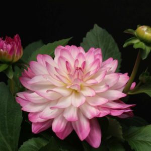 Sincerity Tall Dahlia