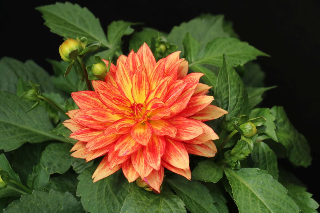 Xxl Tabasco Tall Dahlia Domanns Plants