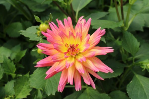 XXL Sunset Tall Dahlia