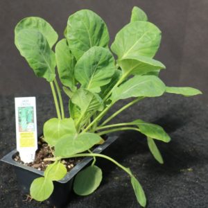 Jade Cross Hybrid Brussels Sprouts 3-Pak