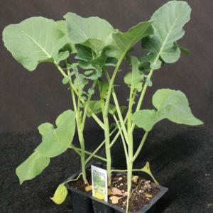 Belstar Hybrid Broccoli 3-Pak