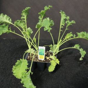 Prizm Hybrid Kale 3-Pak