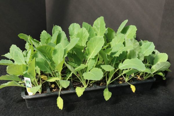 Winner hybrid Kohlrabi Flat