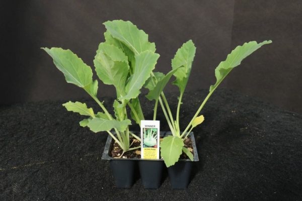 Winner hybrid Kohlrabi 3-Pak